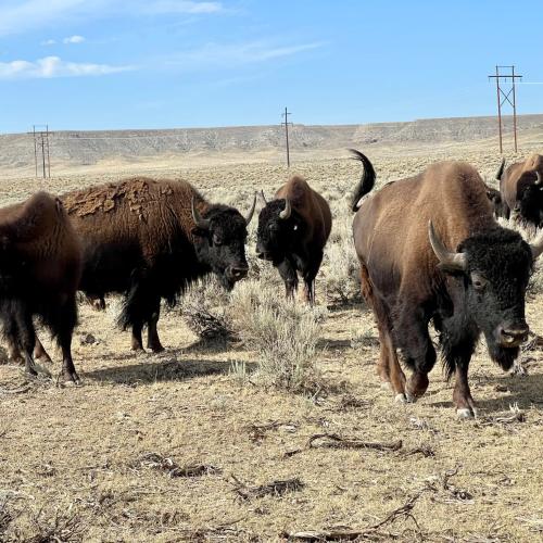 group of female buffalo stand on dry sagebrush plain