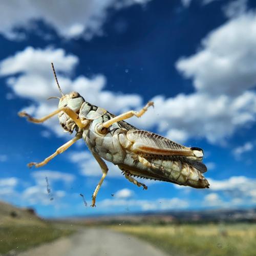 View of the underside of a grasshopper seen through glass so it looks suspended above a road in a biright summer landscape