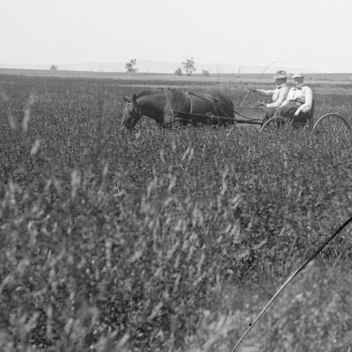 Two woman riding through a grassy field in a horse-drawn cart