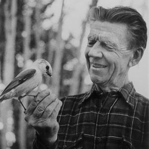 Olaus Murie with a camp robber, probably in Jackson Hole, 1950s. The Murie Center.