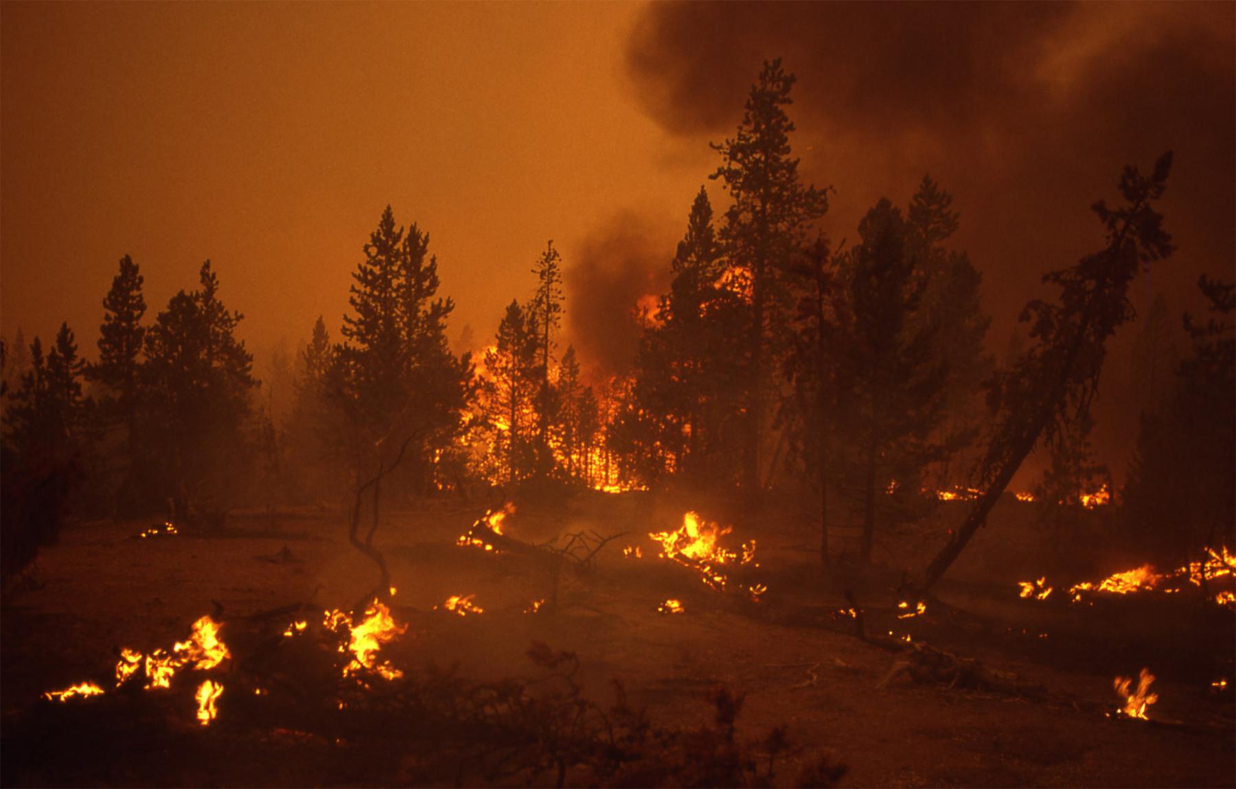 Leopold’s 1963 report advocated fire as one way to improve wildlife habitat: “Of the various methods of manipulating vegetation, the controlled use of fire is the most ‘natural’ and much the cheapest and easiest to apply.” To his surprise, there was little pushback. That came 25 years later, when controversy ignited over fire policy after Yellowstone burned. Here, ground fires burn in Yellowstone’s Norris Basin, August 1988. Jeff Henry, National Park Service.