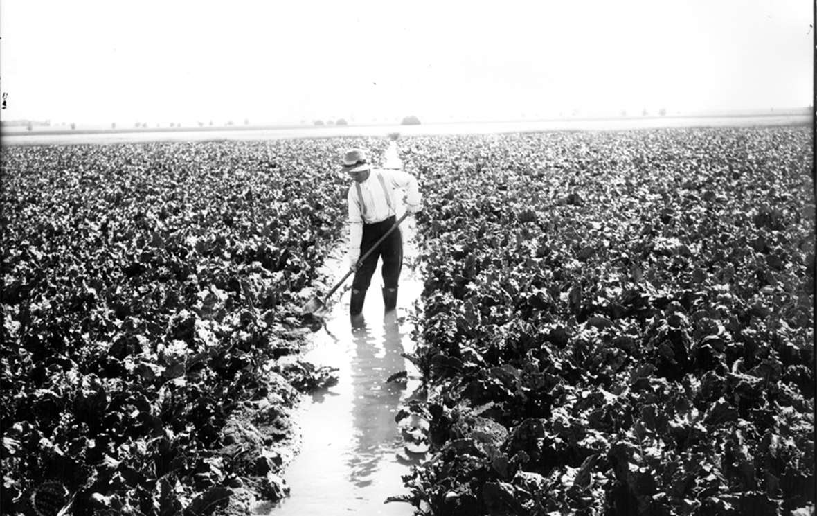 Flood irrigation of sugar beets on G.G. Goodrich's farm near Wheatland, Wyo., 1909. The water almost certainly came from one of the few Wyoming irrigation projects that originated with private capital after passage of the Carey Act. Wyoming State Archives.