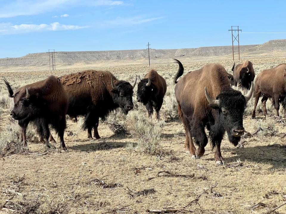 group of female buffalo stand on dry sagebrush plain