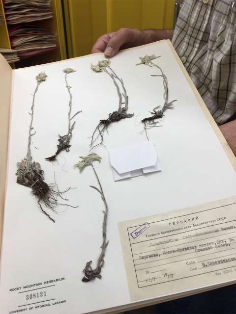 An herbarium is like an archive of plants. Here, Rocky Mountain Herbarium Curator Ernie Nelson (no relation to Aven) displays specimens of the genus Leontopodium, from Russia.  Lori Van Pelt.