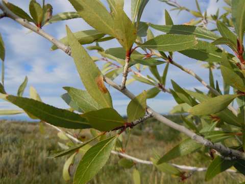 Leaves of the narrowleaf (bitter) cottonwood, above, and the plains (sweet) cottonwood, below. Narrowleaf cottonwoods grow at higher elevations, plains cottonwoods lower. Matt Lavin photos.